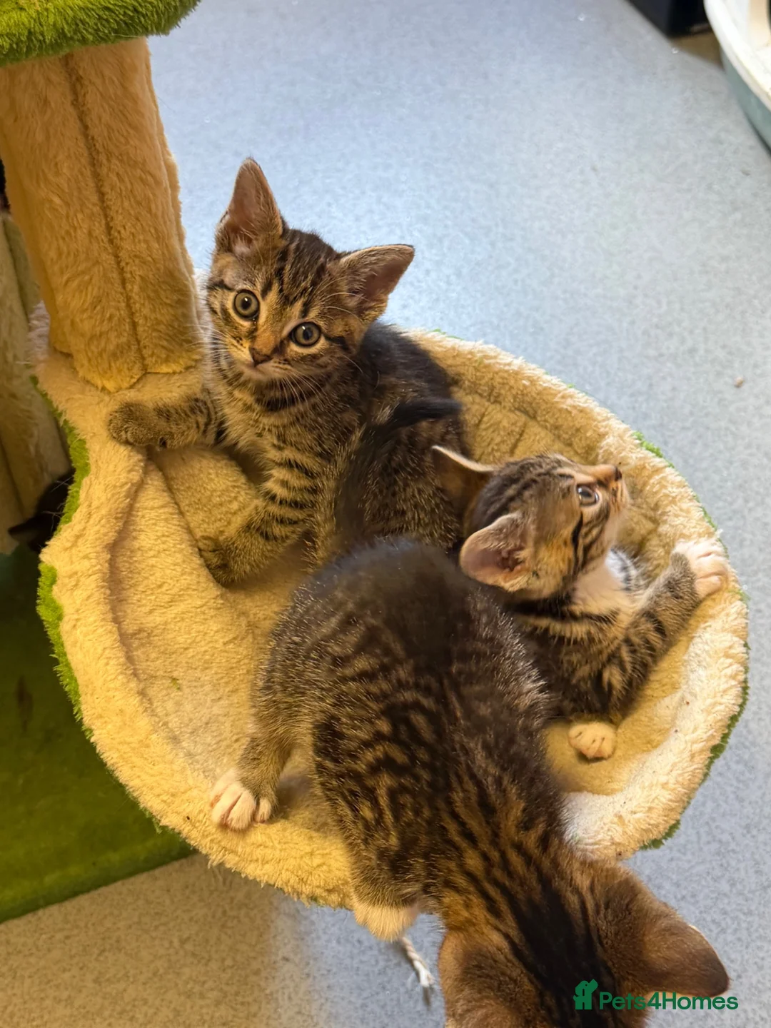 Mixed Breed cats for sale: 6 kittens mixed litter - Advert 1