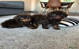 Cavapoo dogs for sale: 1 girl left 💕 f1b cavapoos ready now 🏡 - Image 27
