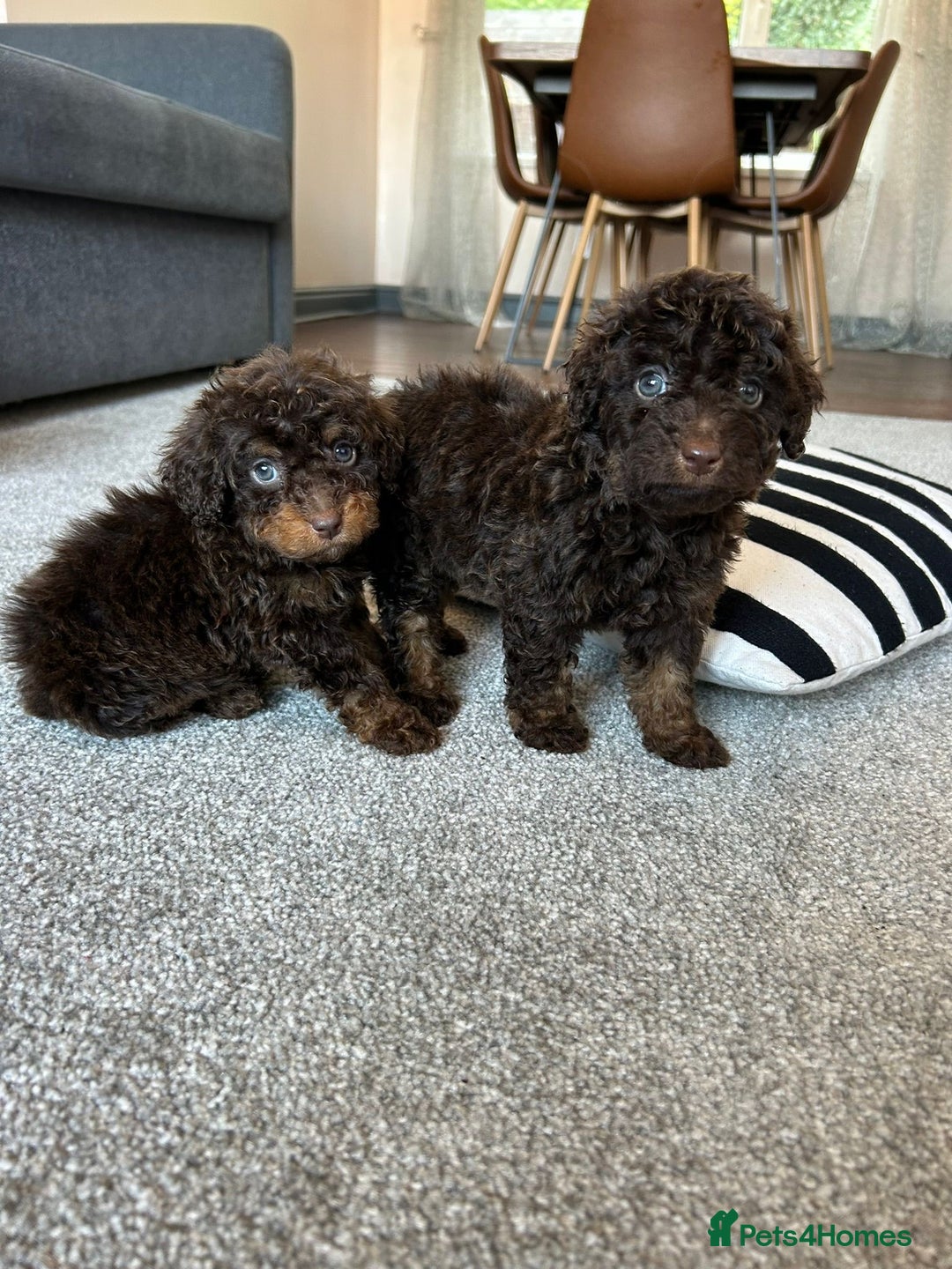 Cavapoo dogs for sale: 1 girl left 💕 f1b cavapoos ready now 🏡 - Image 27