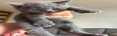 British Shorthair 3