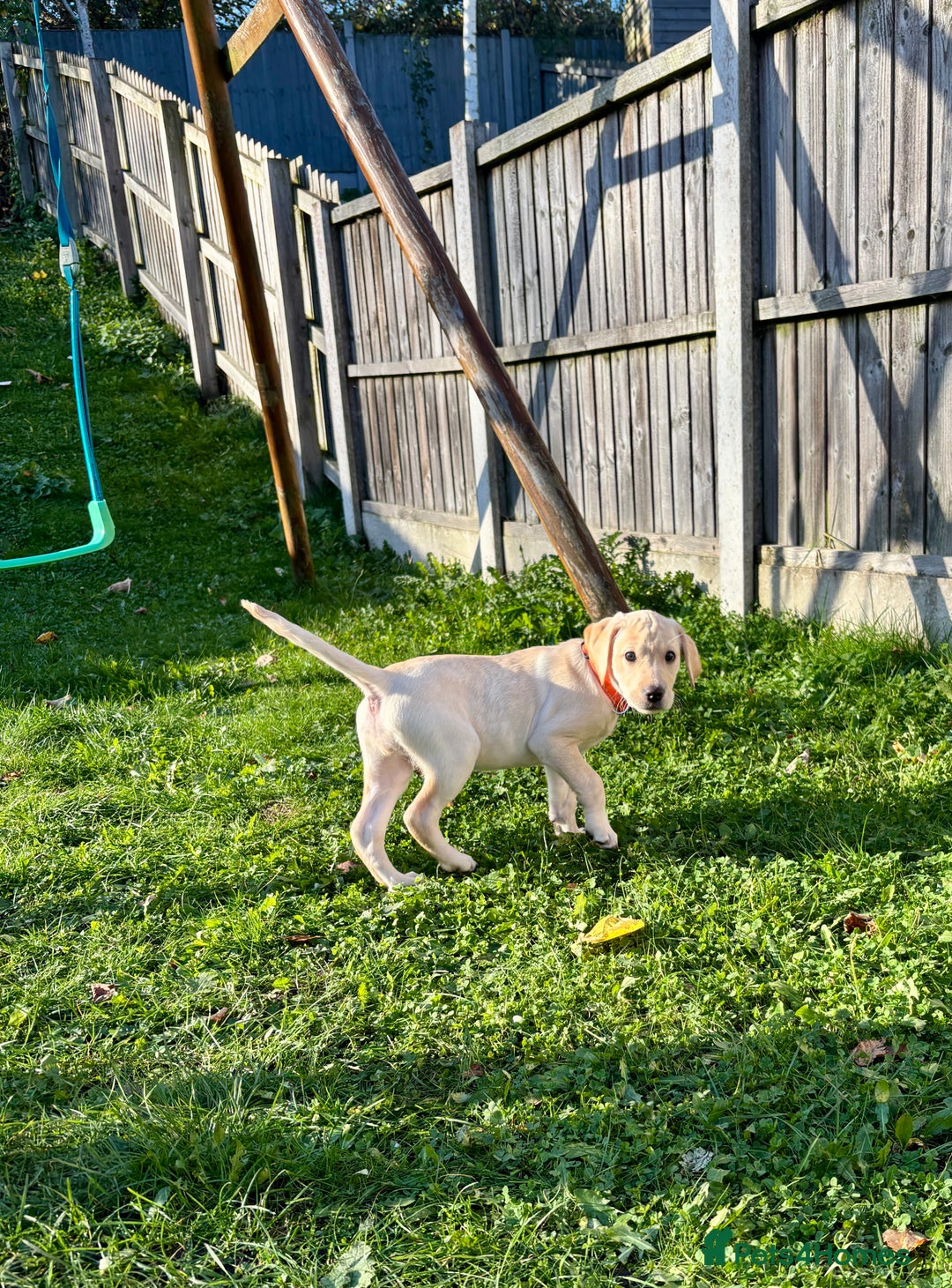 Labrador Retriever dogs for sale: Beautiful female Labrador !!! Ready to go home ! - Advert 2