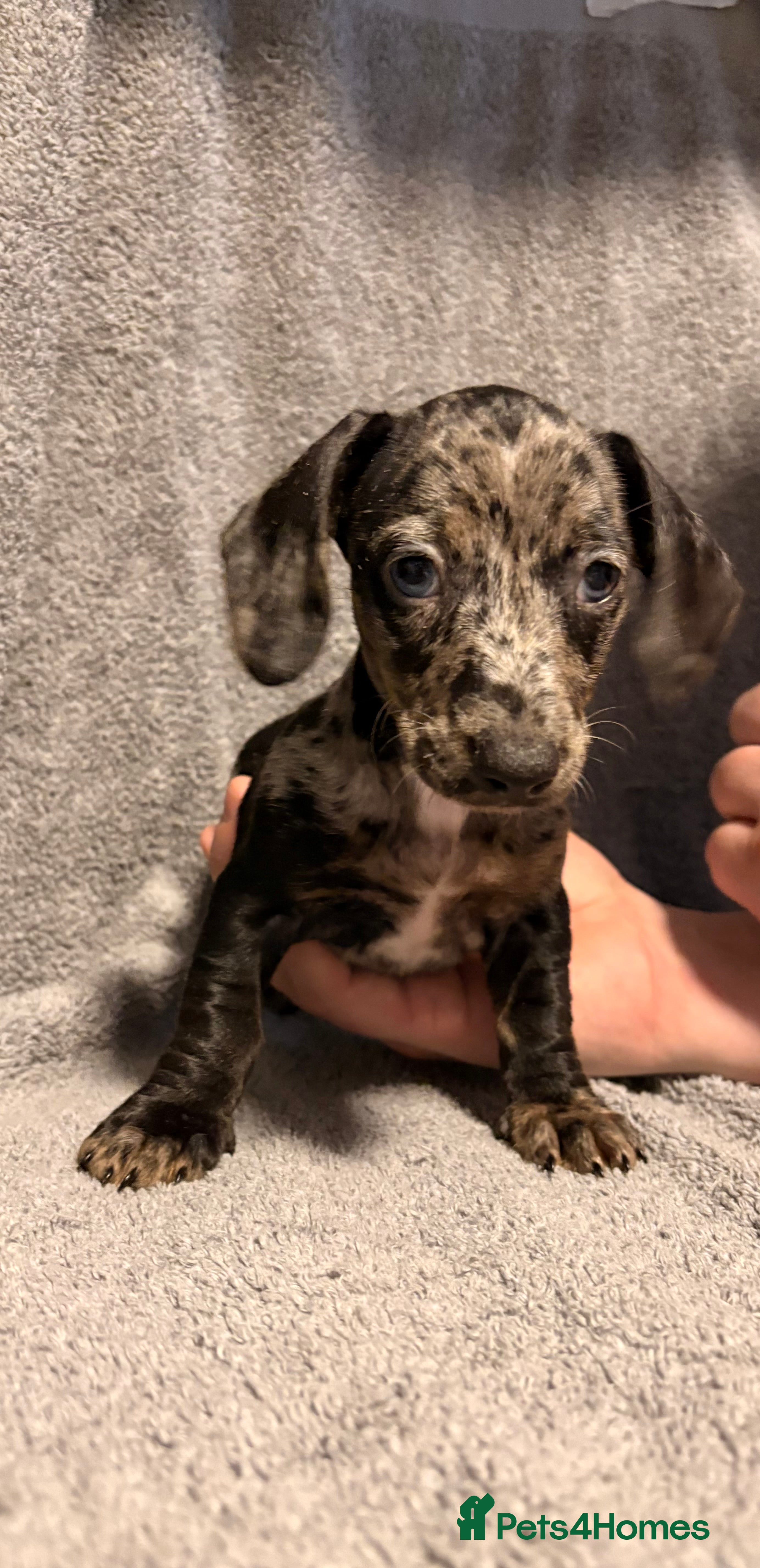 Miniature Dachshund dogs Miniature dachshunds  - Advert 1