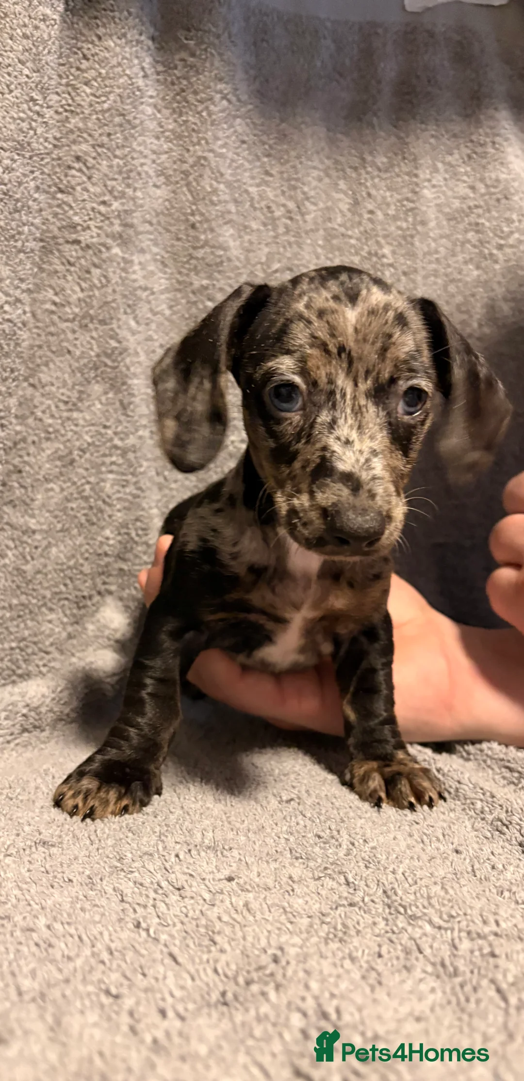 Miniature Dachshund dogs for sale: Miniature dachshunds  - Advert 1