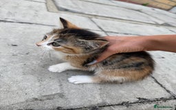 Mixed Breed cats for sale: loved and cared for kittens looking for new home🥹 - Image 8