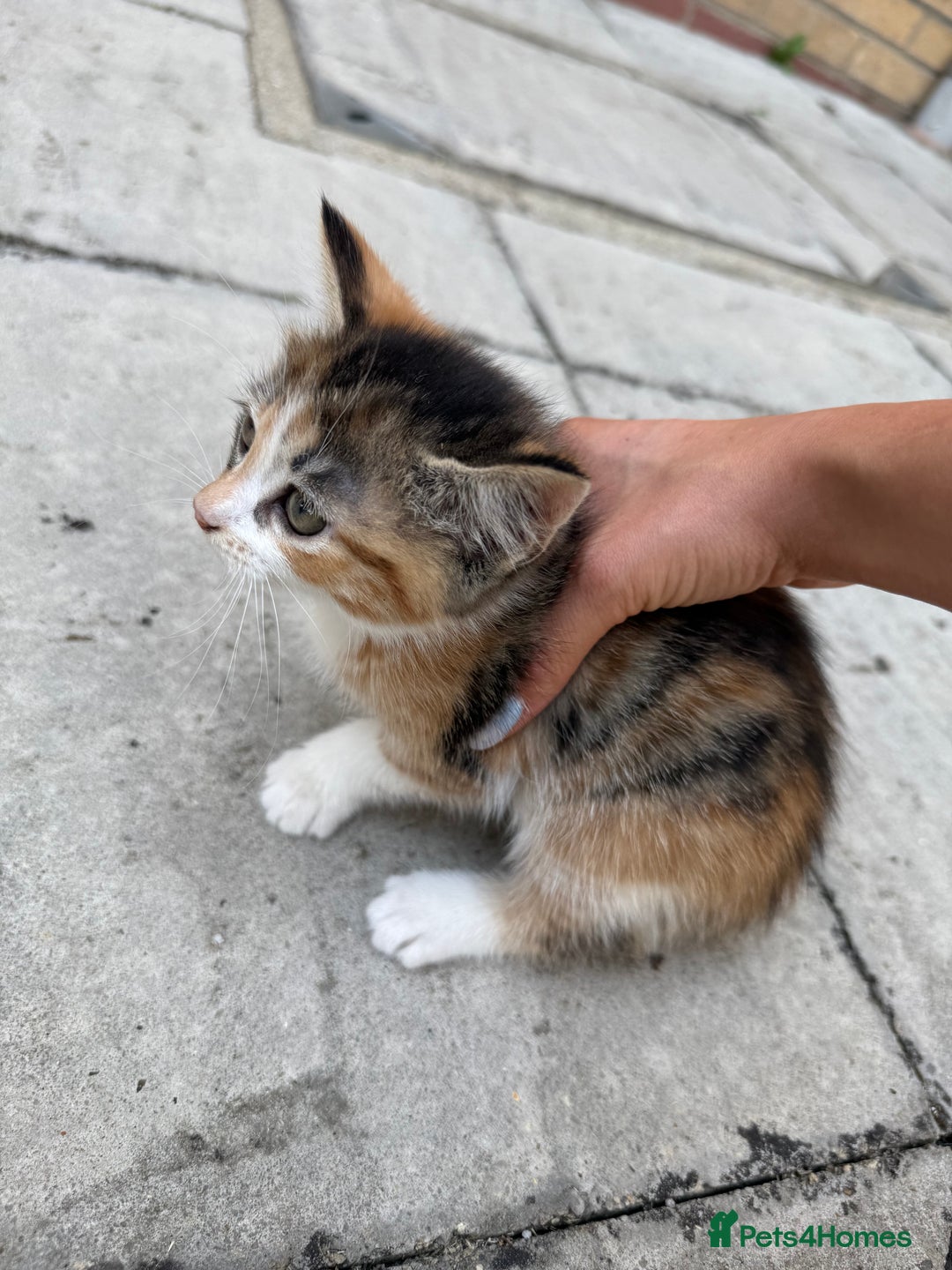 Mixed Breed cats for sale: loved and cared for kittens looking for new home🥹 - Image 8
