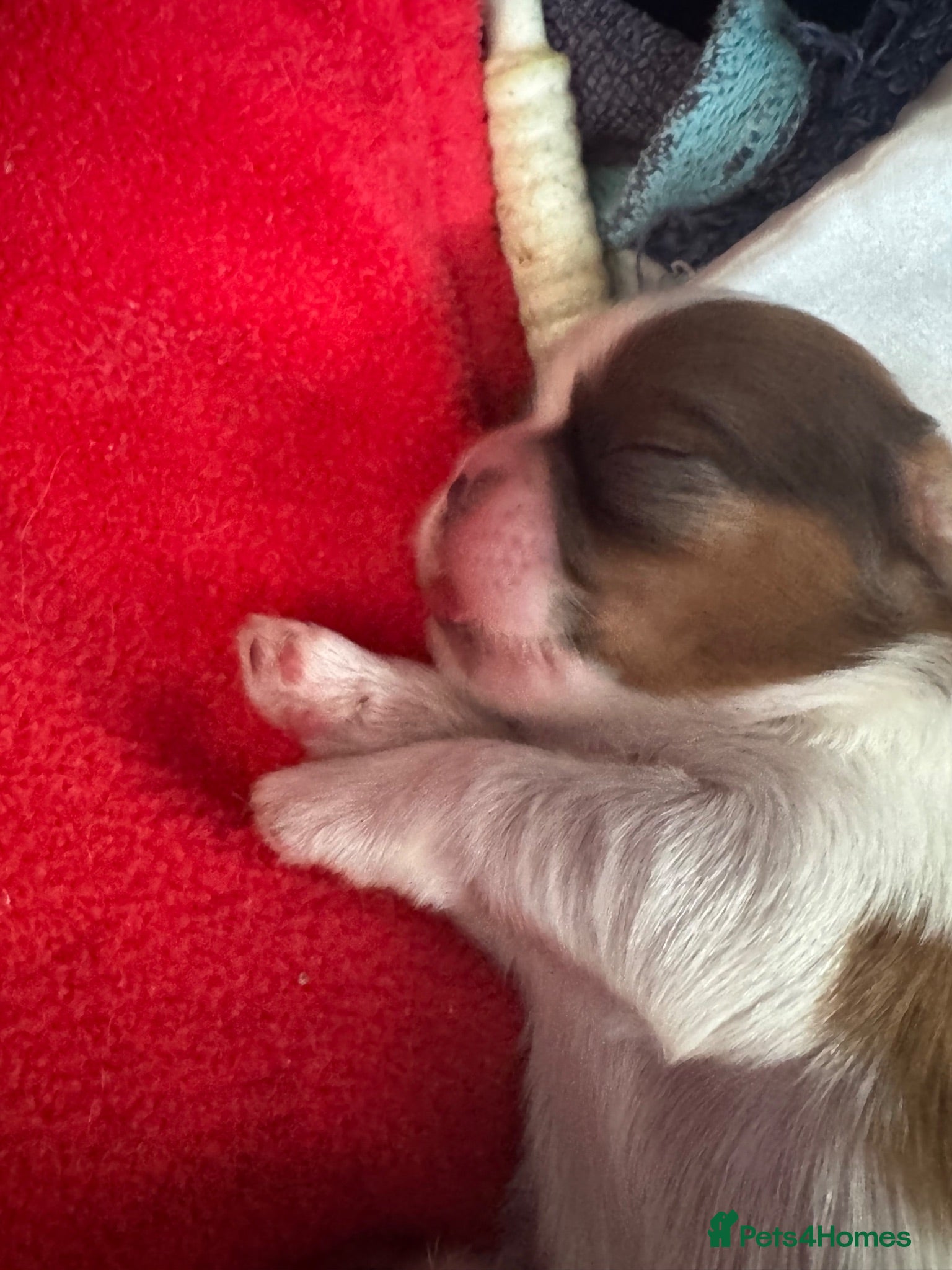 Shih Tzu dogs Beautiful litter of Shih Tzu puppies - Advert 2