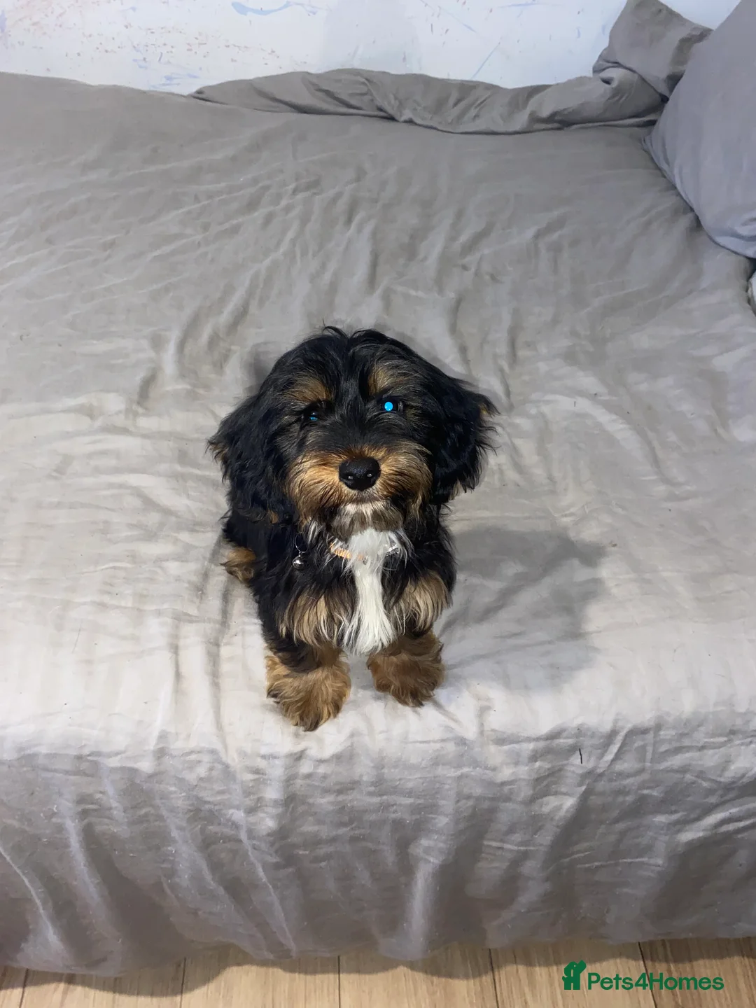 Mixed Breed dogs for sale: Sweet litter of pups for sale 2 males , 3 female in Stoke-on-Trent - Advert 11