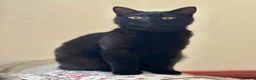 Domestic Shorthair cats for sale: Black Domestic Medium hair in London - Advert 4
