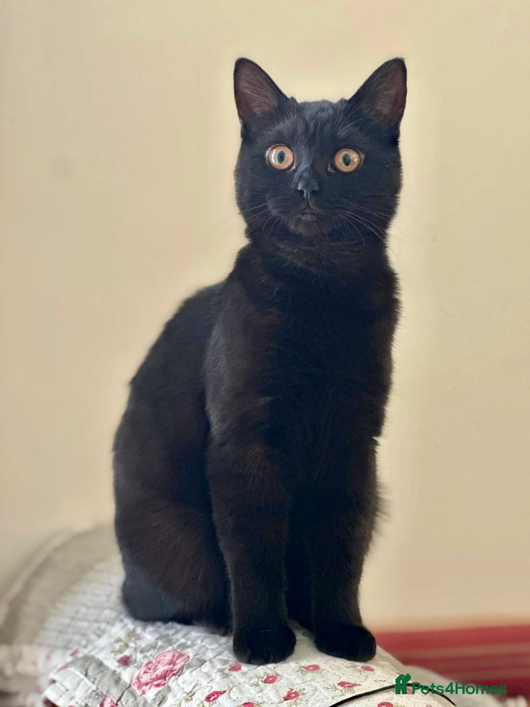Domestic Shorthair cats for sale: Black Domestic Medium hair in London - Advert 4