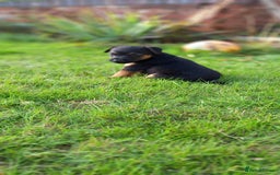 Mixed Breed dogs for sale: Border X Lakeland Terrier Puppies - Image 6