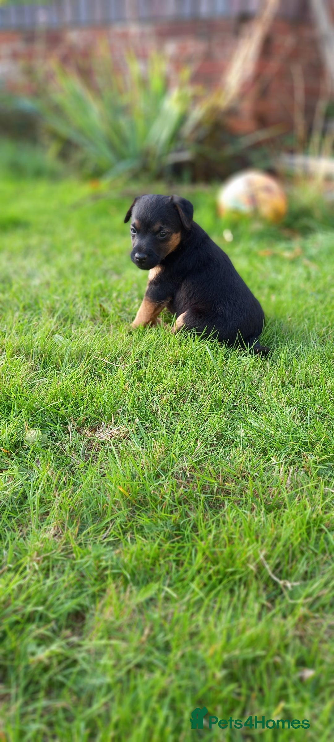 Mixed Breed dogs for sale: Border X Lakeland Terrier Puppies - Image 6
