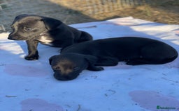 Whippet dogs for sale: Beautiful homebred whippet puppies  - Image 12
