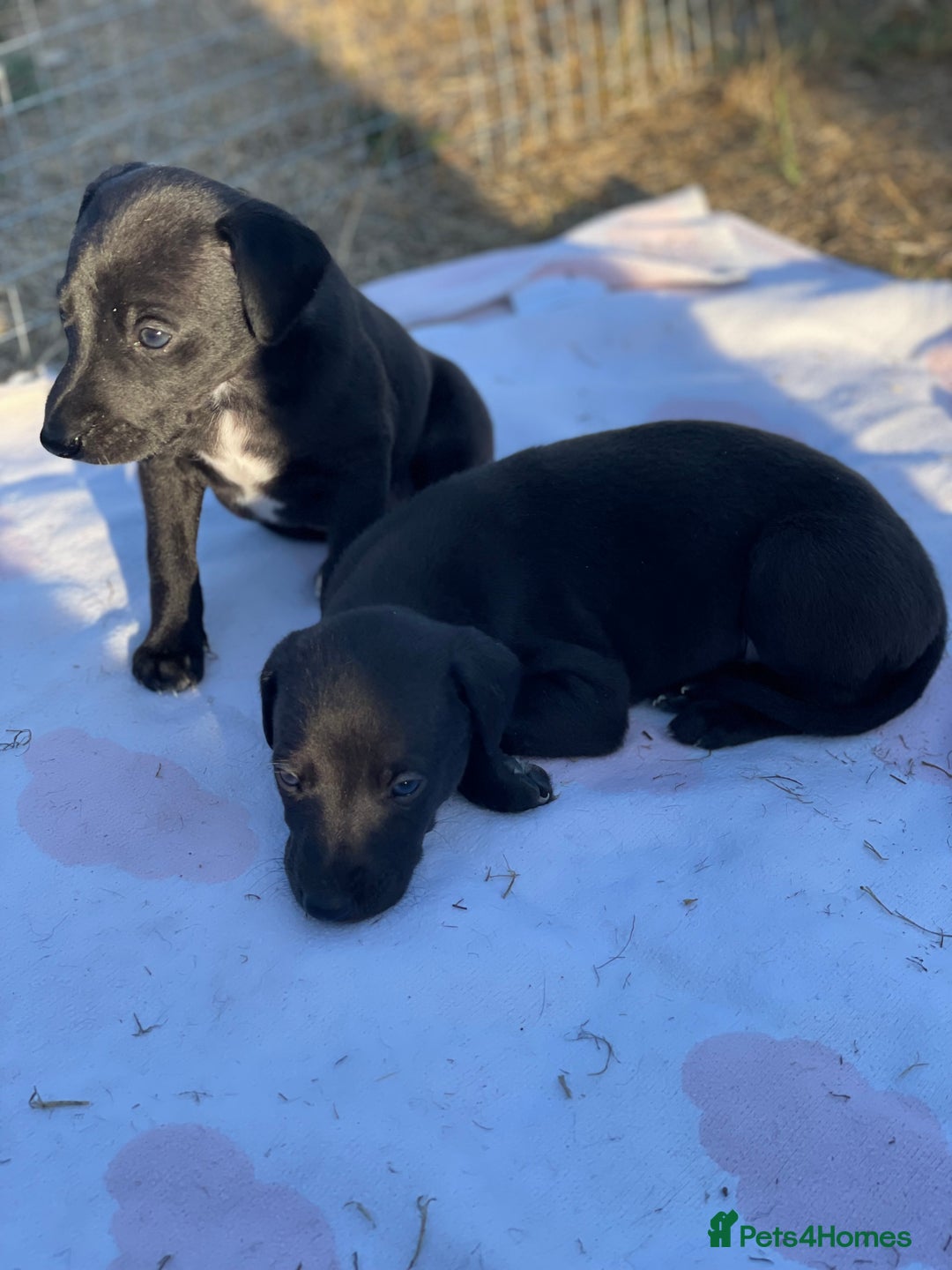 Whippet dogs for sale: Beautiful homebred whippet puppies  - Image 12