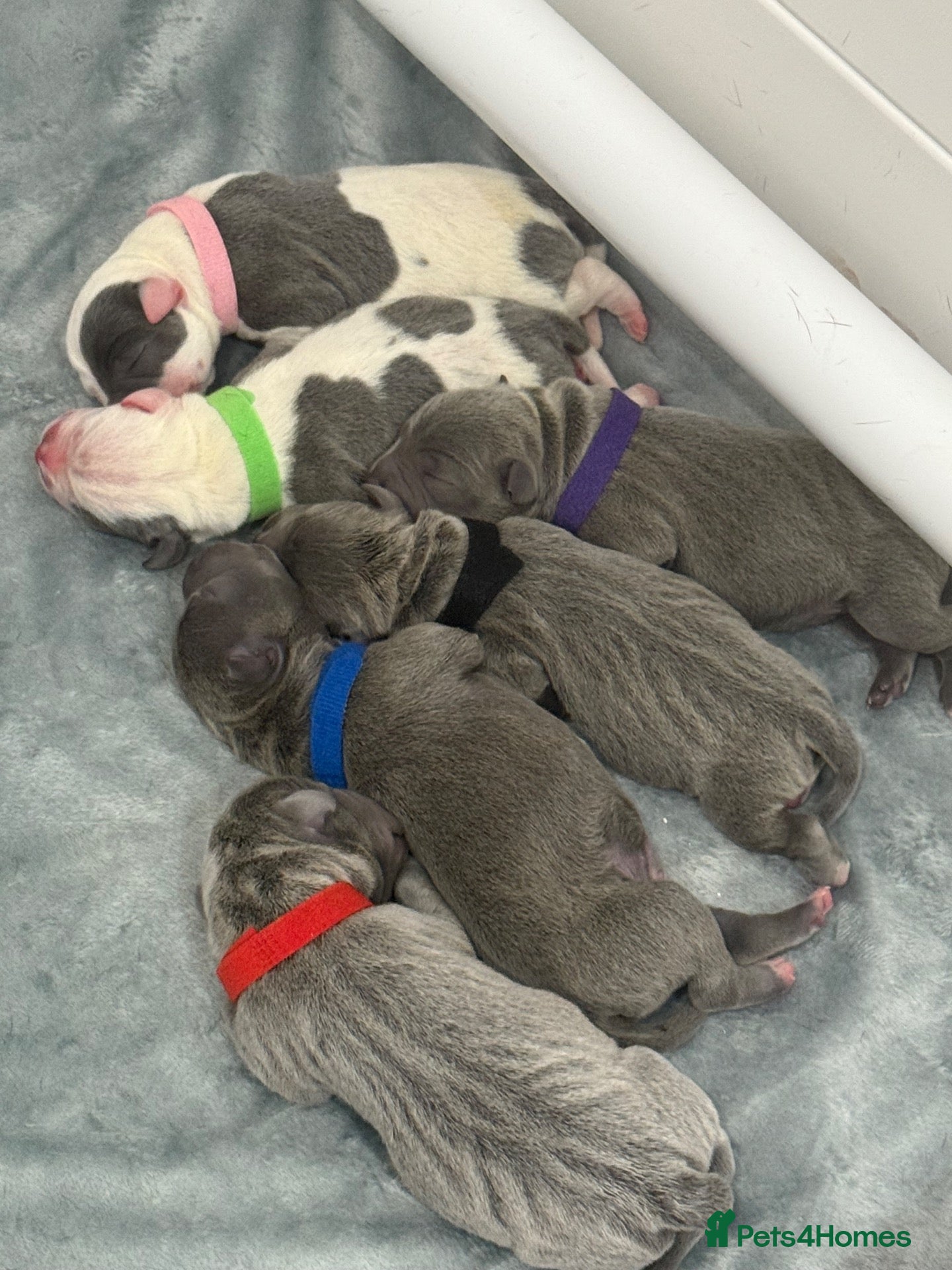 Staffordshire Bull Terrier dogs for sale: Stunning Kc staffie pups for sale - Advert 1