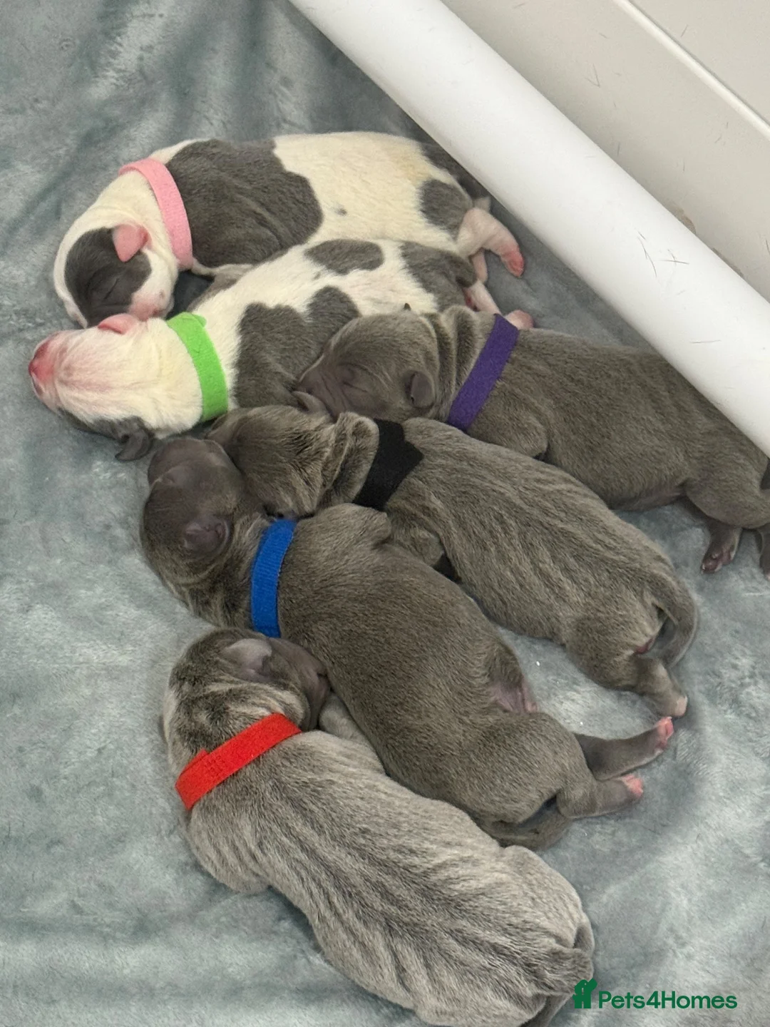 Staffordshire Bull Terrier dogs for sale: Stunning Kc staffie pups for sale in Gateshead - Advert 1