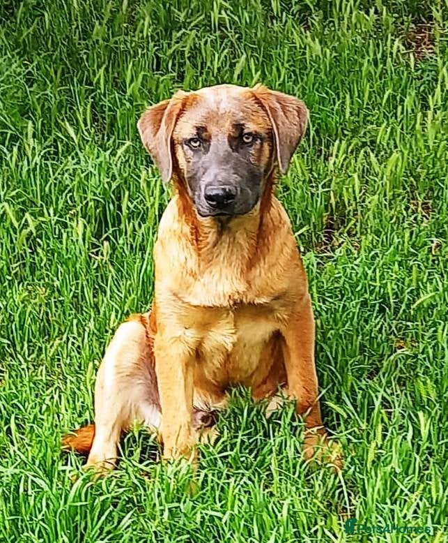 Mixed Breed dogs BLUE, a Lovely Puppy Boy - for a Loving Home in Nottingham - Advert 3