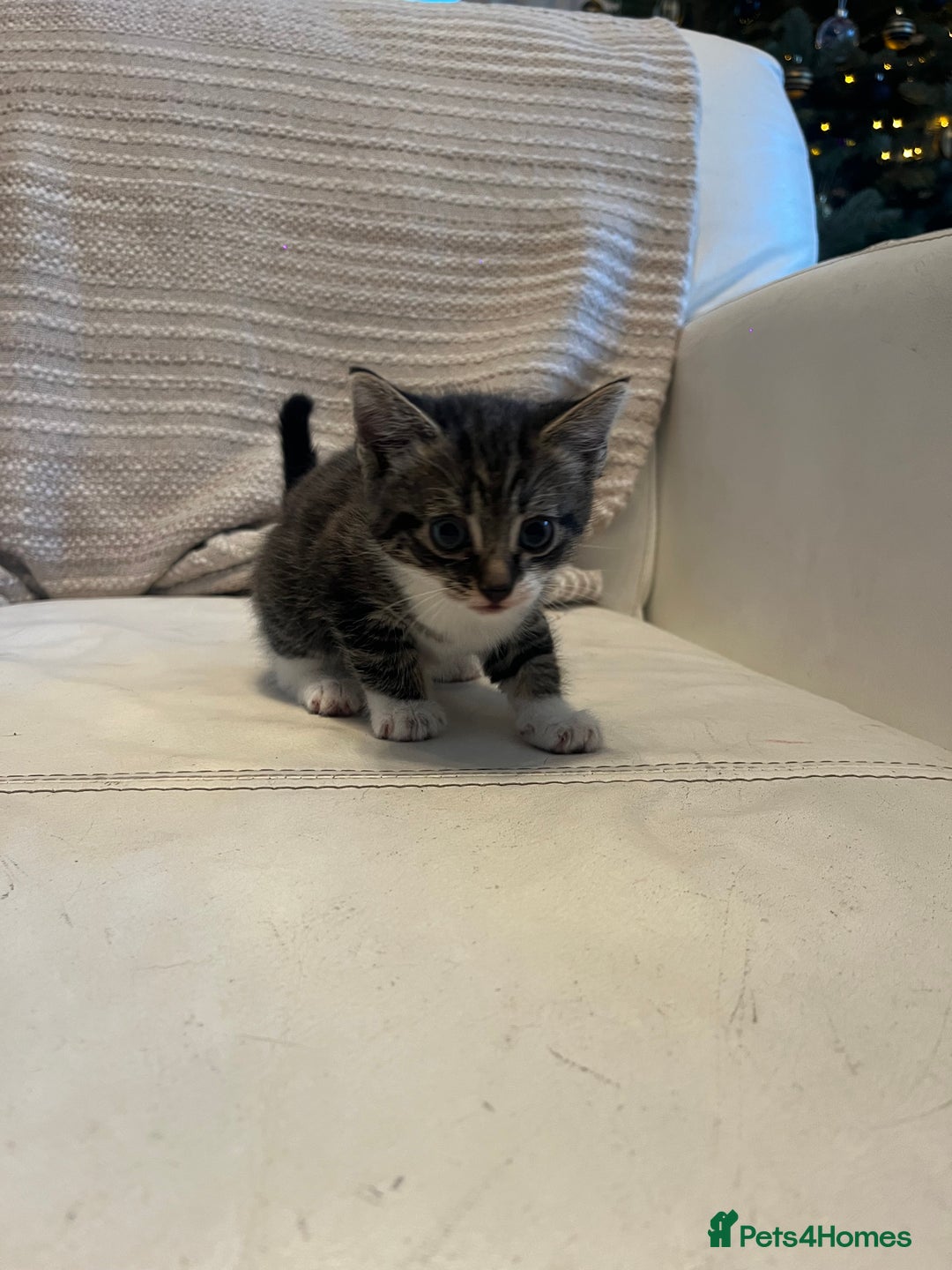 Mixed Breed cats for sale: 3 Beutiful babies  - Advert 23