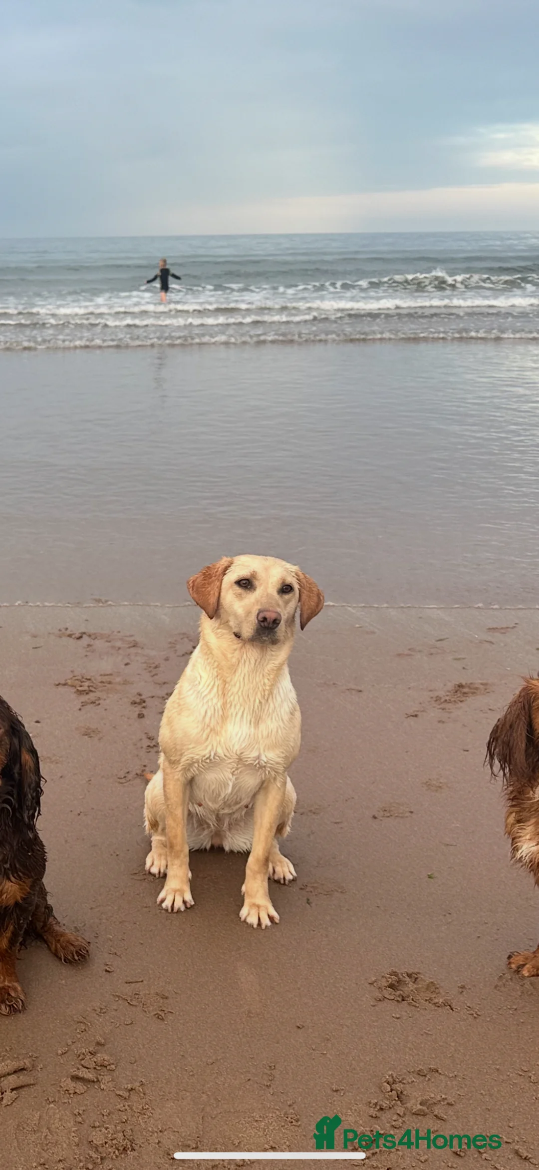 Cockerdor dogs for sale: Labrador X Cocker Spaniel Puppies - Advert 20