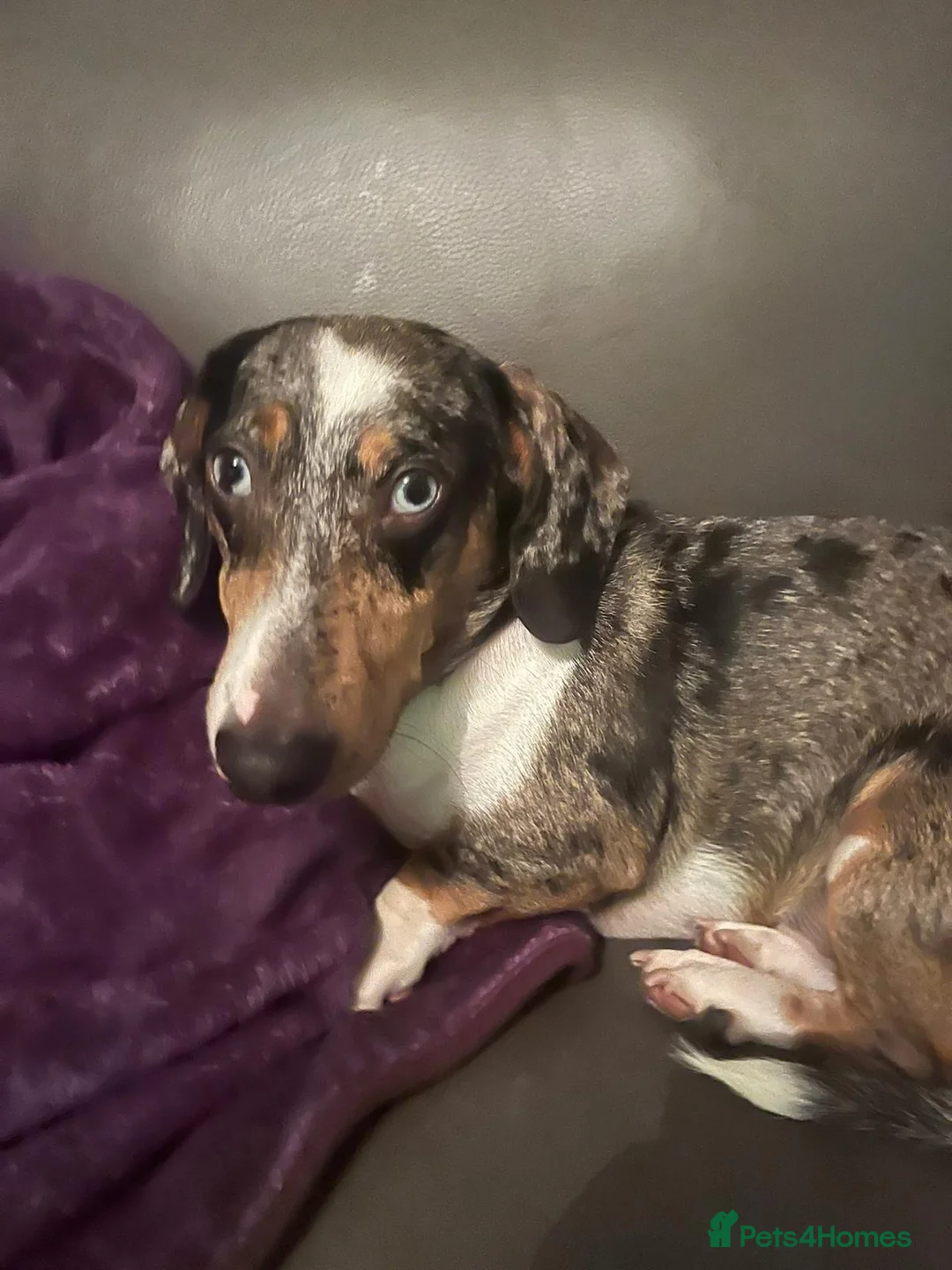 Mixed Breed dogs for adoption: 🐾Meet NORMAN 🐾 - a Lovely Boy for a Loving Home  - Advert 23