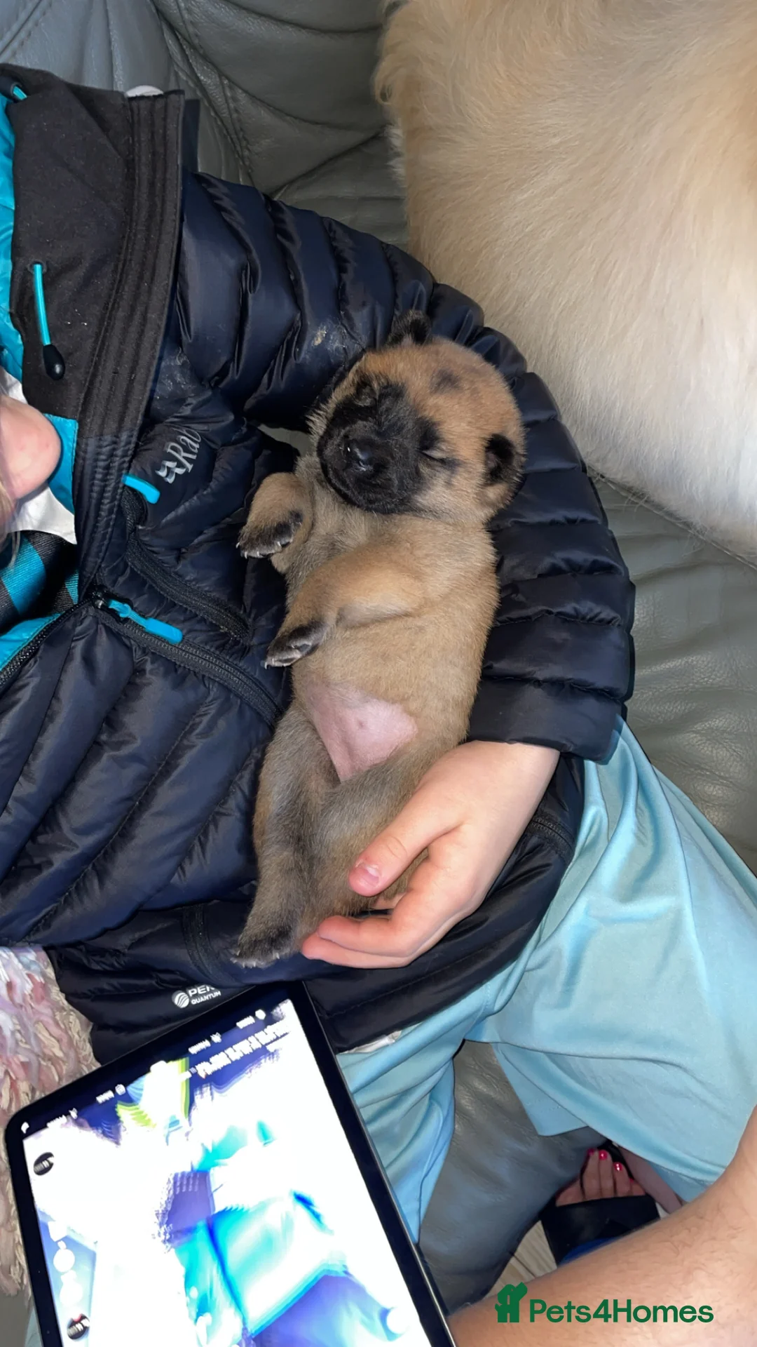 Mixed Breed dogs for sale: 🐶 chow chow x Belgian maliniois🐶 in Solihull - Advert 2