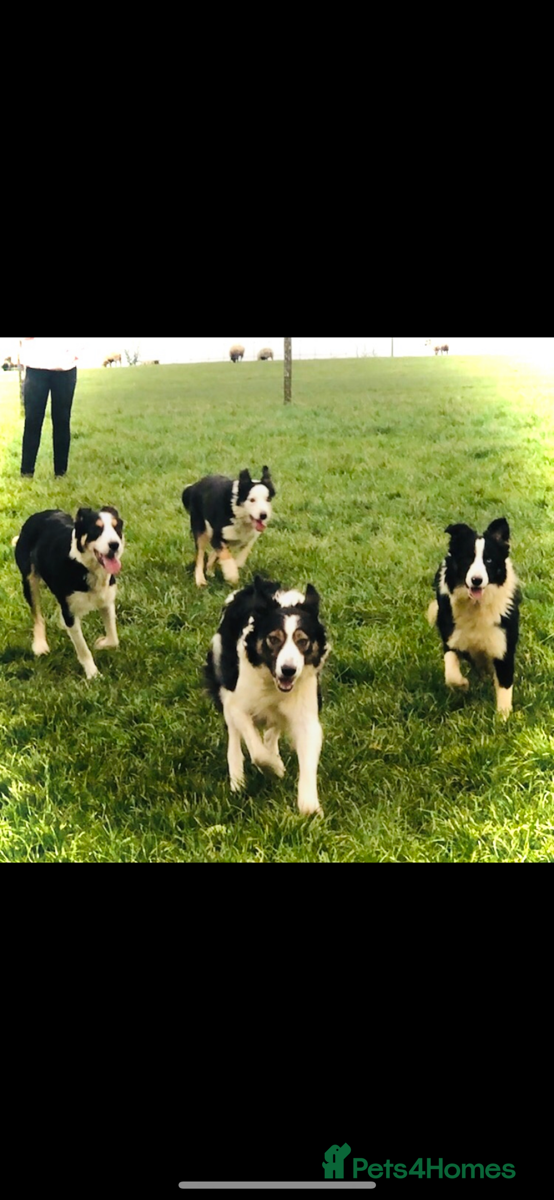 Bernese Mountain Dog dogs for sale: Boys and girls  - Advert 14