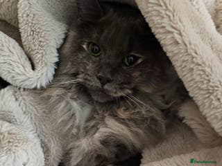 Maine Coon cats Beautiful ragdoll / Maine coon princess - Advert 2