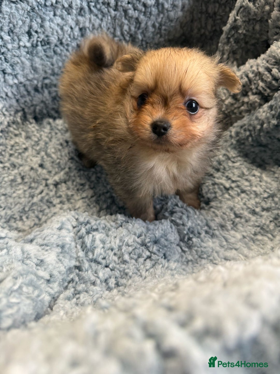 Pomeranian dogs for sale: Puppies Ready for new homes  - Advert 4