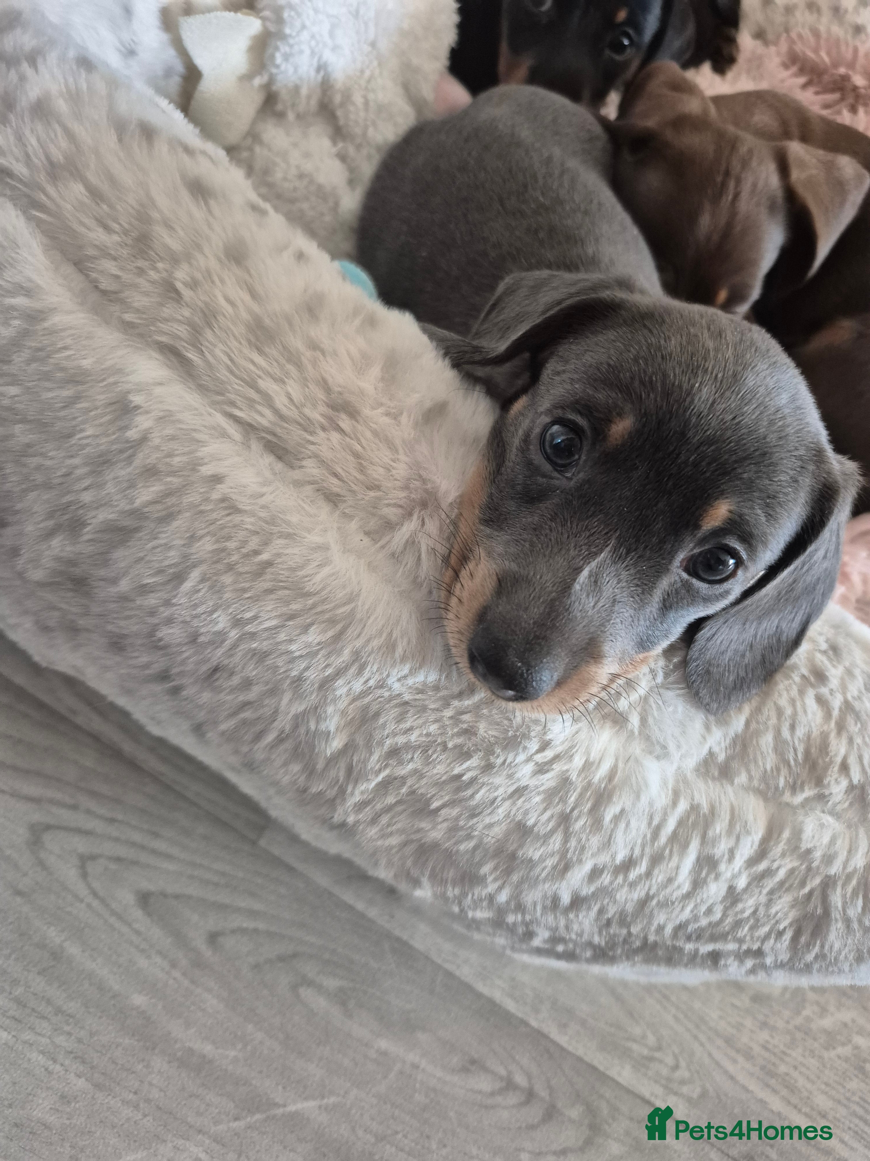 Dachshund dogs Maverick  - Advert 4