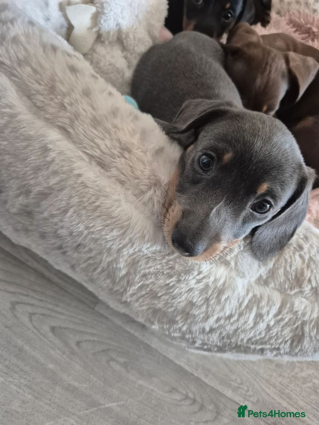 Dachshund dogs for sale: Maverick  - Advert 1