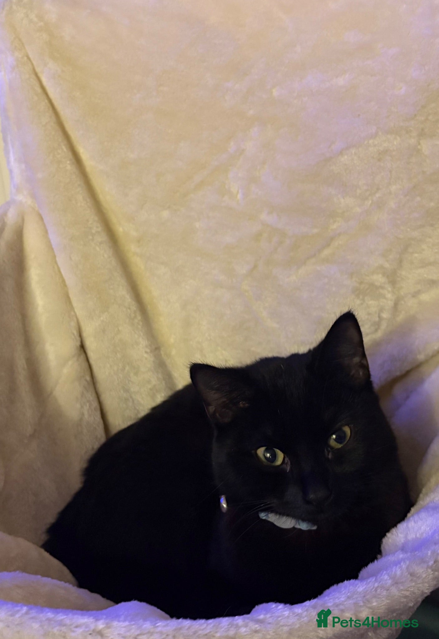 Mixed Breed cats Maine Coon mix kittens for sale - Advert 4