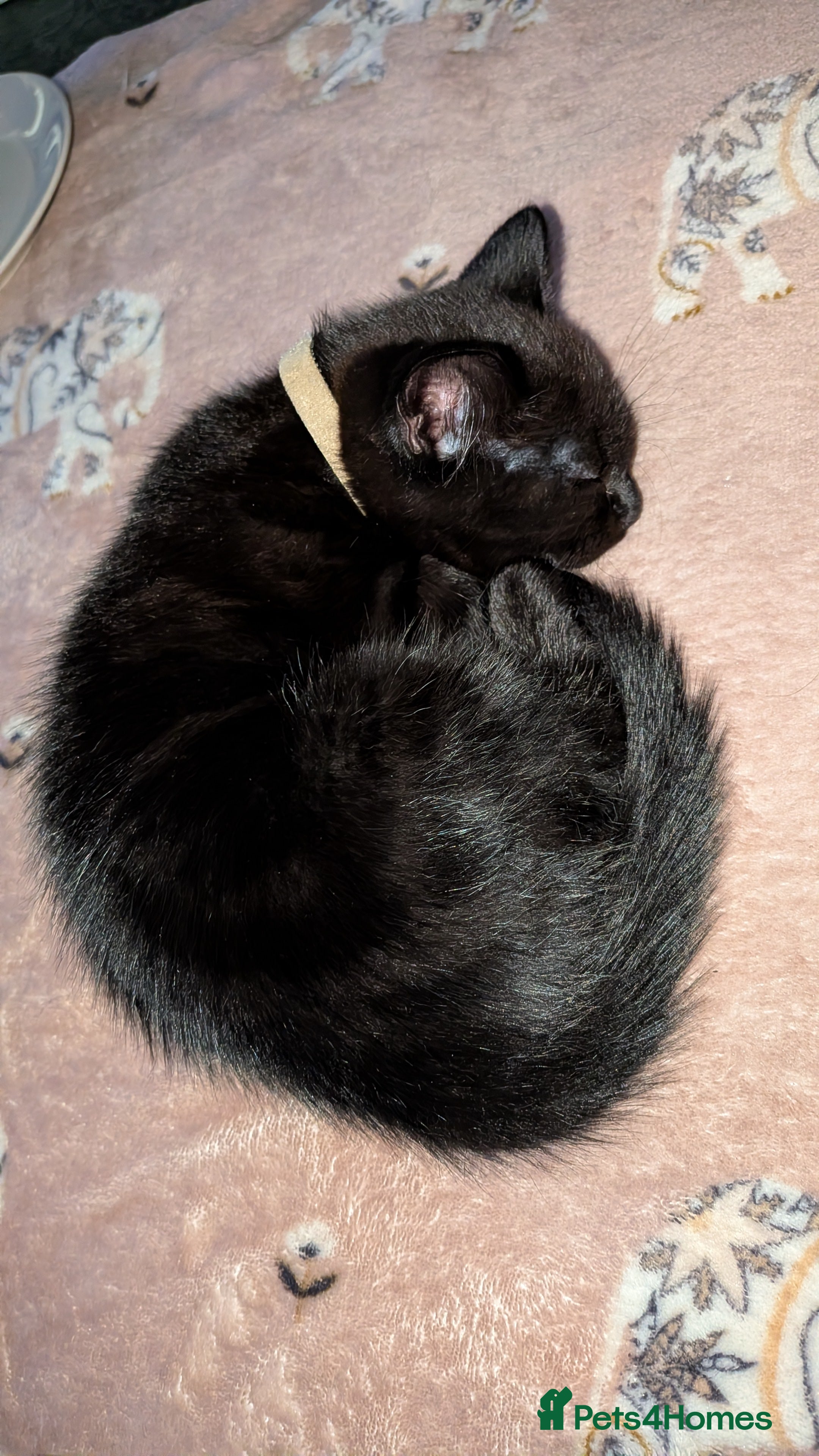 Mixed Breed Kitten 2