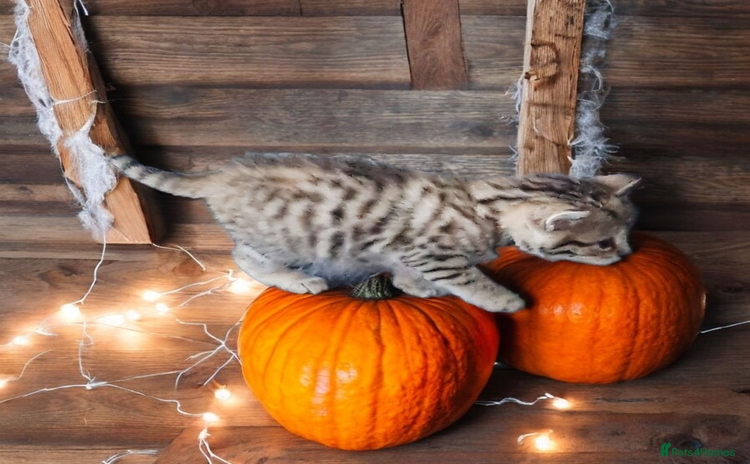 Bengal cats - Advert 3