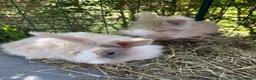 Mini Lop rabbits for sale: Mini lops-raised indoors-vaccinated  - Advert 18