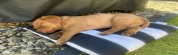 Labrador Retriever dogs for sale: KC Registered Fox Red Labrador Puppy - Advert 6
