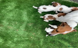 Jack Russell dogs for sale: Beautiful Jack Russell puppies  - Image 5