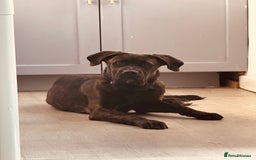 Mixed Breed dogs for sale: Enzo  - Image 5