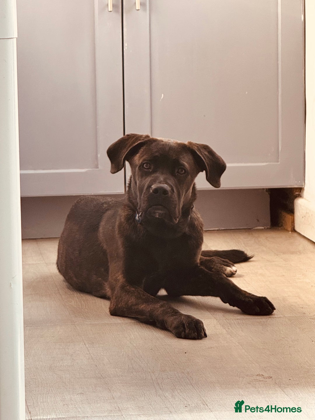 Mixed Breed dogs for sale: Enzo  - Image 5