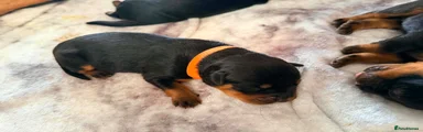 Rottweiler 5