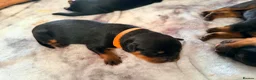 Rottweiler dogs for sale: KC Serbian Rottweilers champion winning bloodlines - Advert 3