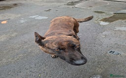 German Shepherd dogs for sale: German shepherd - Advert 1