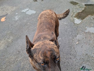 German Shepherd dogs German shepherd - Advert 8