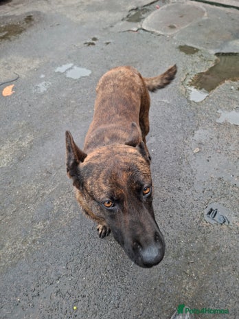 German Shepherd dogs German shepherd - Advert 1