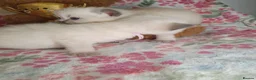 Ragdoll cats for sale: 💖 Two Gorgeous Ragdoll girls for sale 💖 - Advert 12