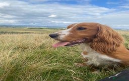 Cocker Spaniel dogs for sale: Cocker Spaniel Puppies  - Advert 5