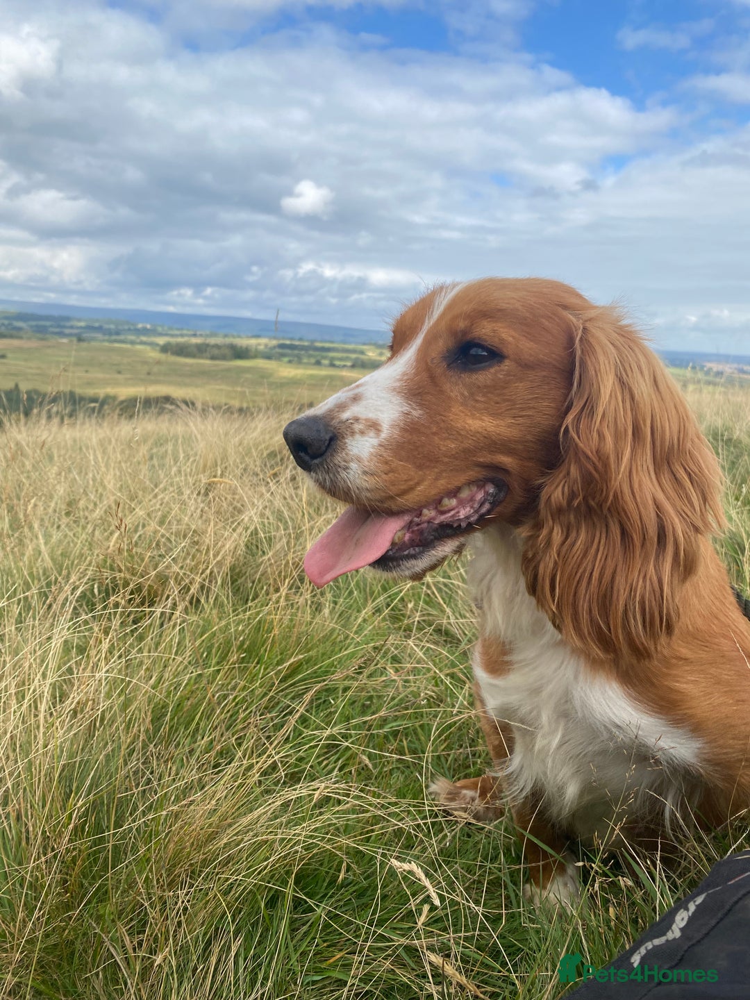 Cocker Spaniel dogs for sale: Cocker Spaniel Puppies  - Advert 5