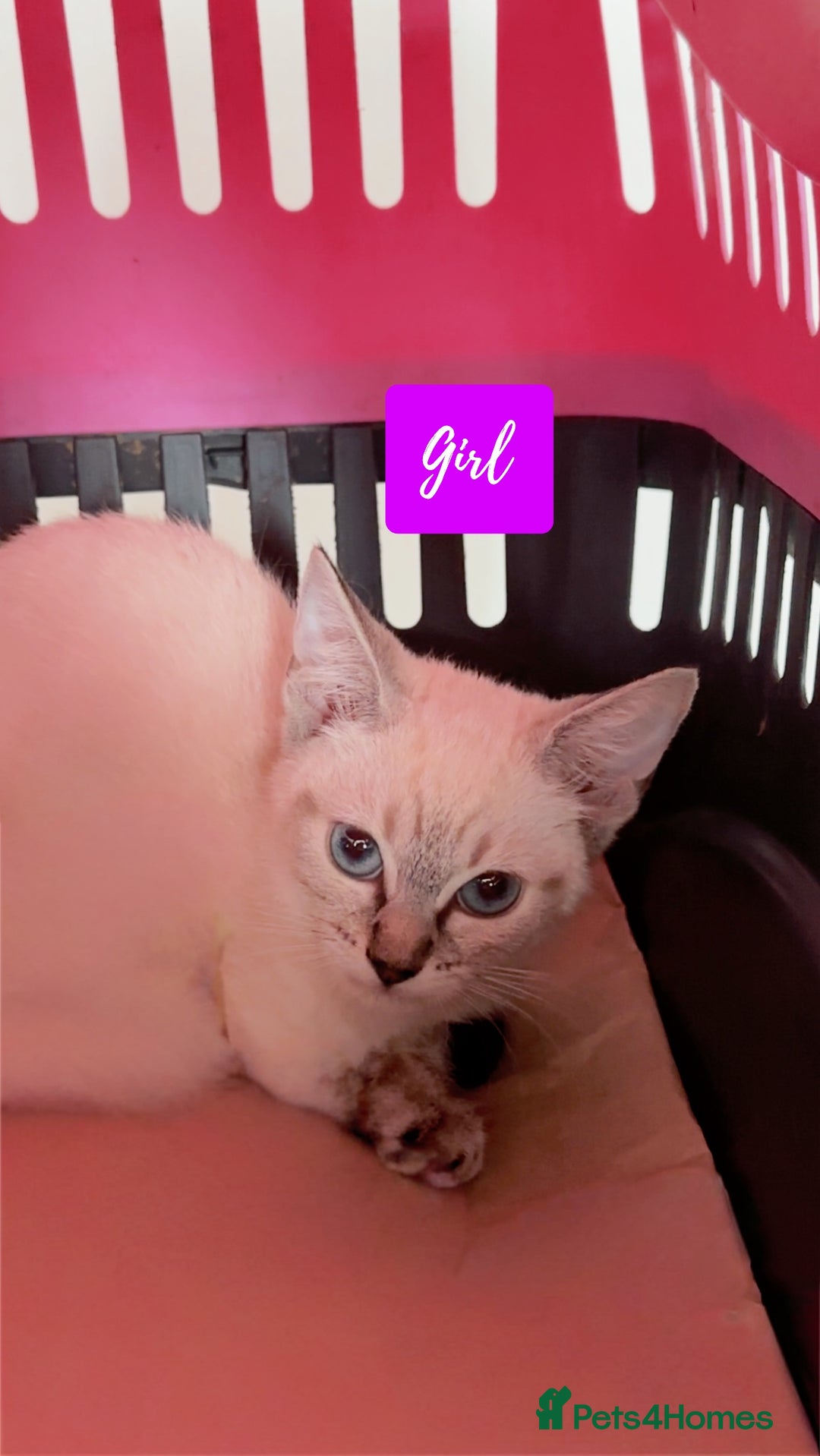 Ragdoll cats for sale: 💙Beautiful Ragdoll Kittens – Ready Now – £700 - Image 4