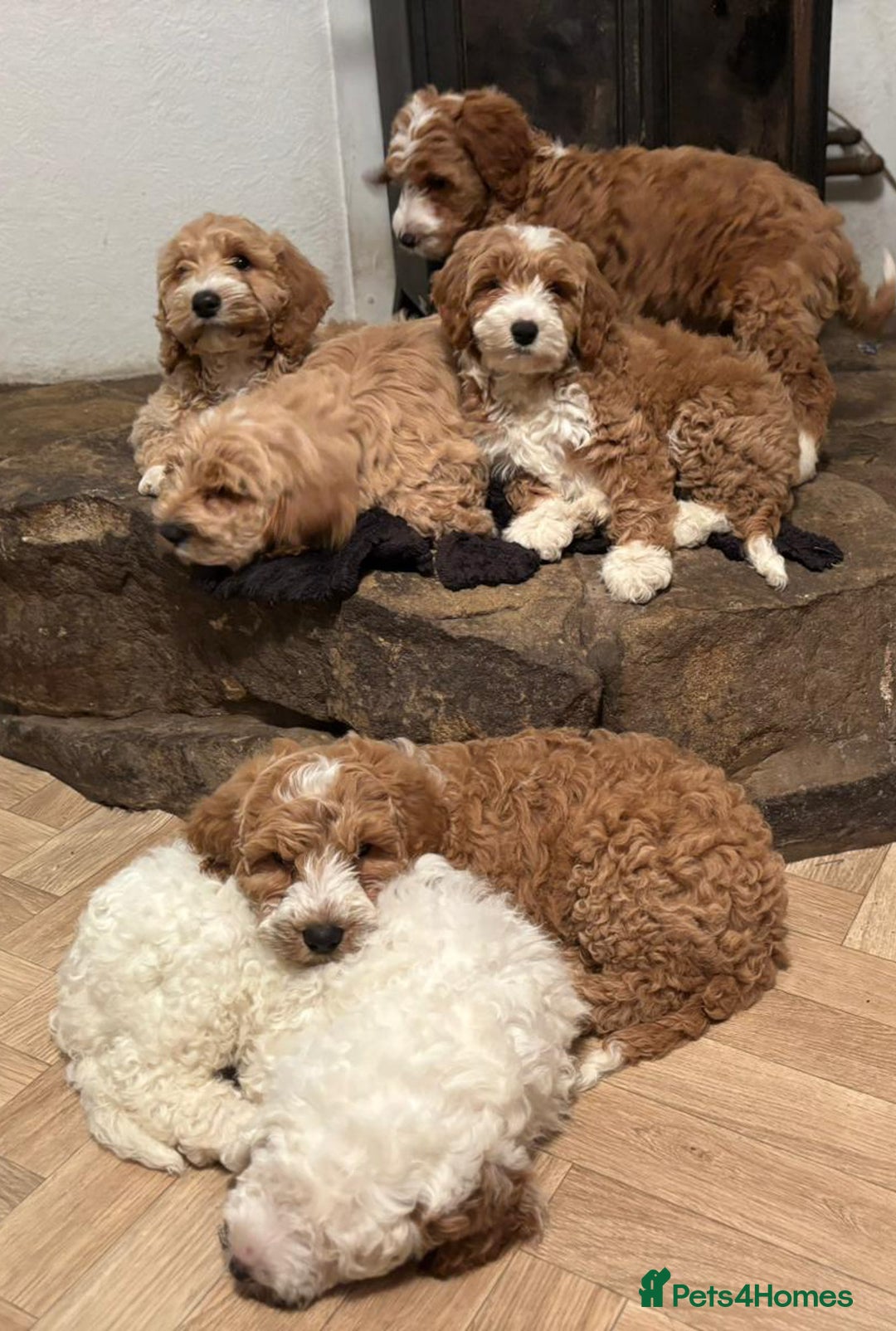 Australian Labradoodle dogs for sale: Australian Labradoodles for Sale - Advert 23