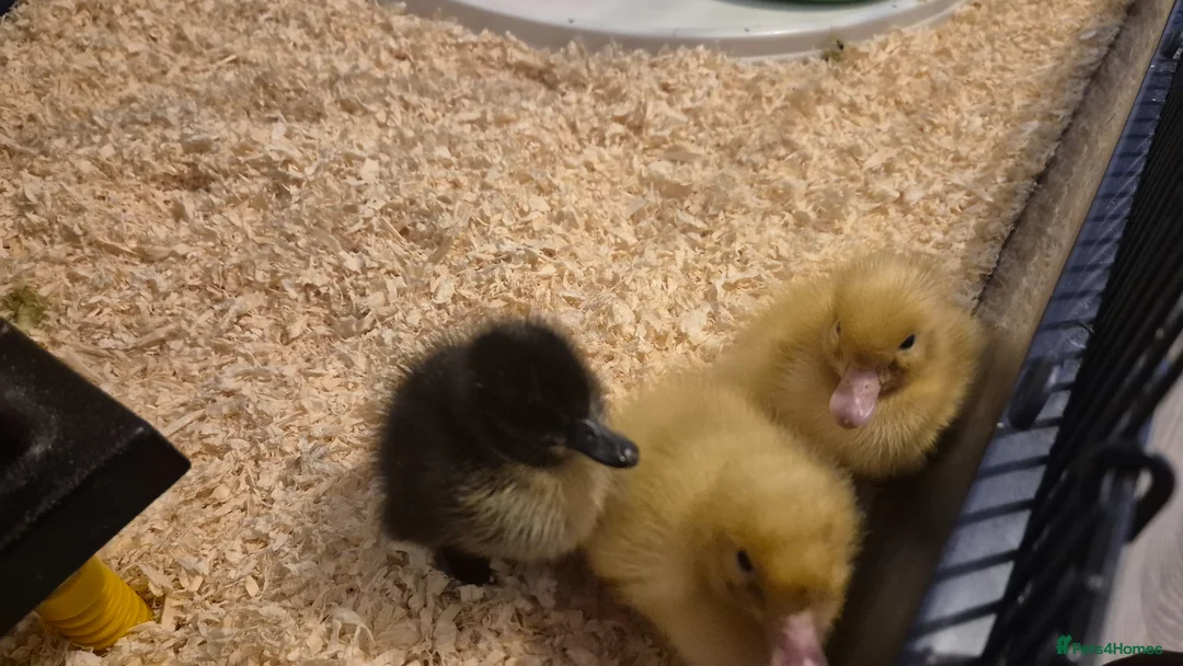 Ducks poultry for sale: 7 mixed Ducklings. Hatched on Easter day - Advert 1