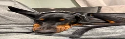 Dobermann dogs for stud: Doberman for stud health tested  - Advert 3