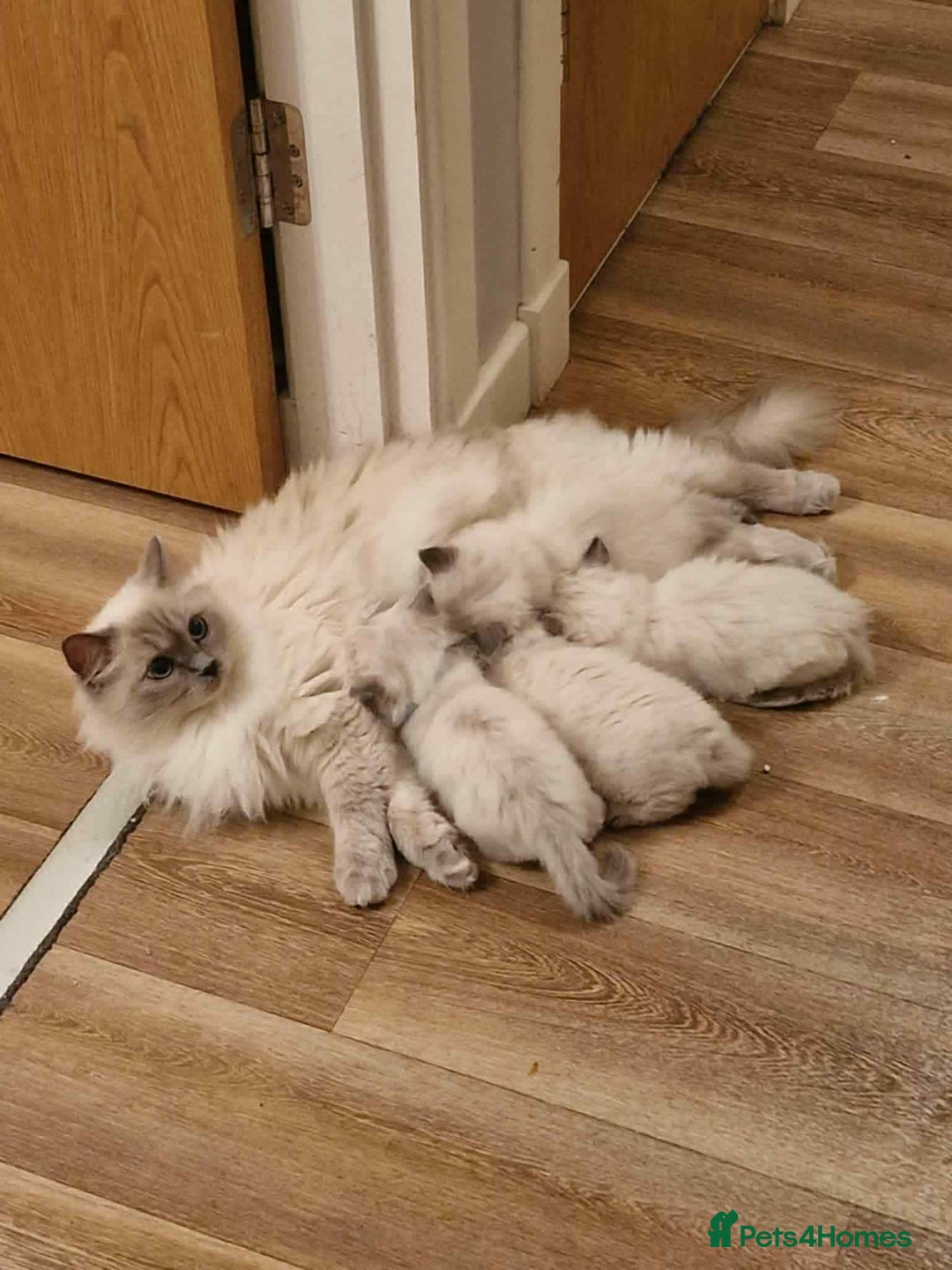 Ragdoll cats for sale: 4 ragdoll Kittens – Ready for Their New Homes - Image 13